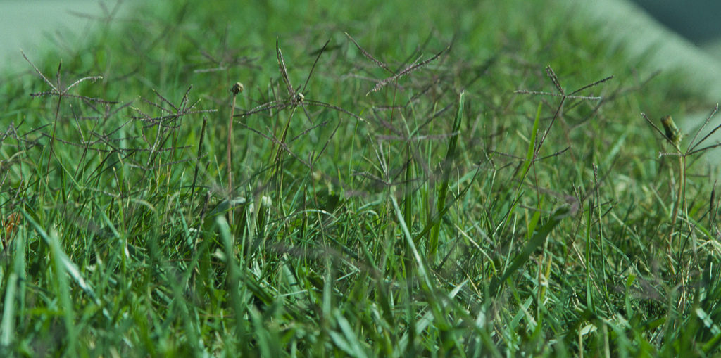 Photo of Bermudagrass. Photo credit: Matt Lavin